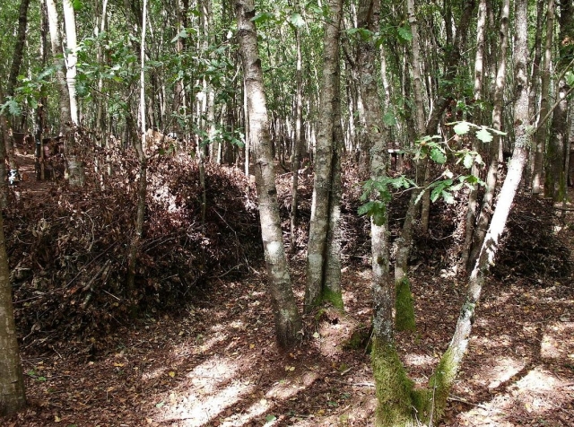  trappole mimetizzate 